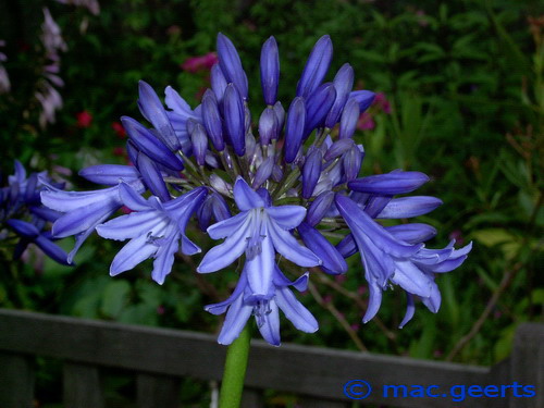 Agapanthus 'Septemberhemel